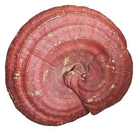 传闻：《GTA：三部曲 终极版》将登陆Steam和Epic